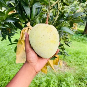 gouromoti mango
