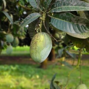 কপিলভোগ