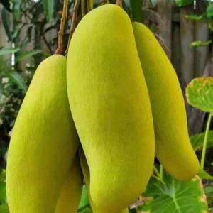 banana-mango